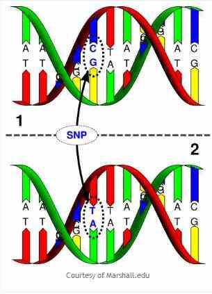 Het zien van verschillen in het DNA met SNPs Meest gangbaar: SNPs (spreek uit snips) Er