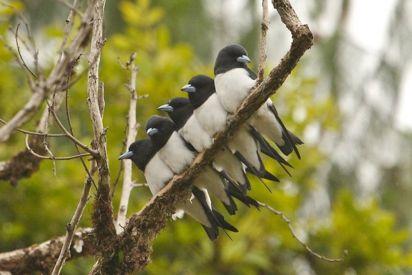 Birding Papua New Guinea Volgende bestemming is in het binnenland, de Tari Valley.