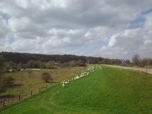 Waterveiligheid Gelderse Vallei Ambities voor de Grebbedijk Omdat de opgave zich beperkt tot het versterken kan het karakter van de dijk in