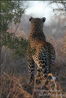 000 km2, met niet minder dan 5 verschillende eco-zônes. Het zuidelijk deel is druk, zowel met bezoekers als met wild. Het noordelijk deel is het oude Kruger. Veel rustiger!