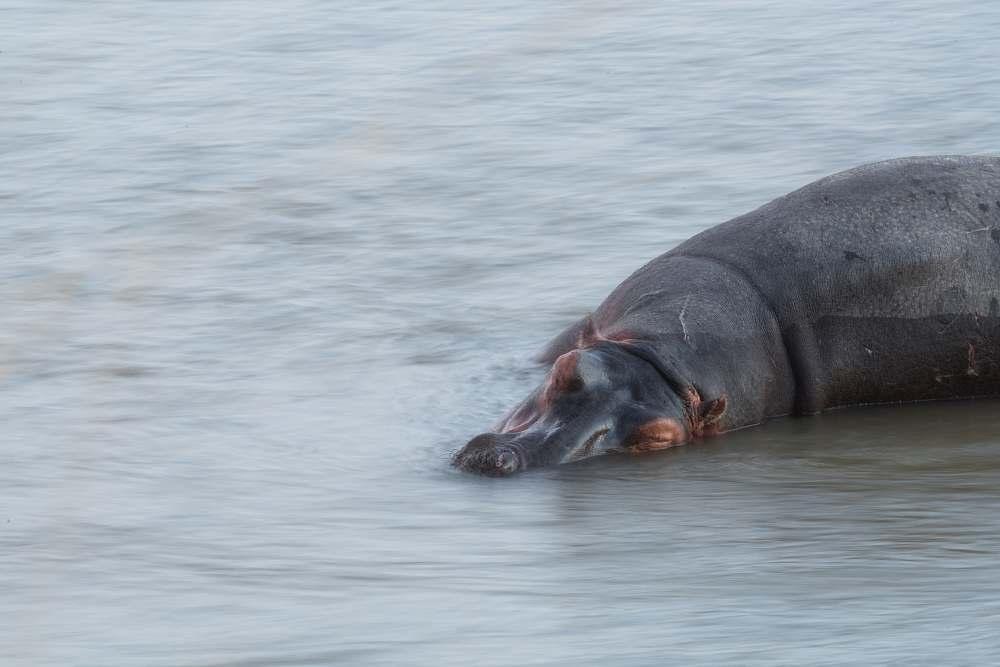 Dag 10 Helaas zit ons avontuur in South Luangwa erop.