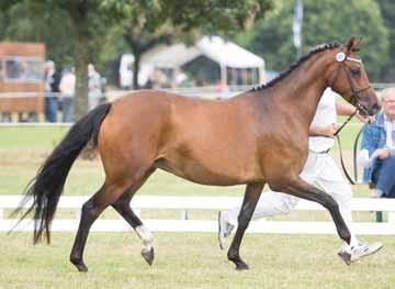 H. Ebbers), mooie rassige pony, ruim voldoende rijtypisch, hele mooie halsvorm, goed bespierd, mooi bespierde achterhand, goede stap, ruime draf, mooi voorbeengebruik, mag wat meer buigen in de