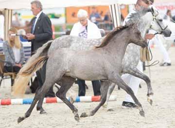 Teeuwen, een royaal gelijnde pony met een goed model en een mooi hoofd en hals, de bovenlijn is iets gezonken en het beenwerk kon iets zwaarder, de beweging is ruim die met veel souplesse getoond