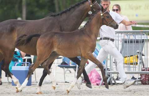 Samantha en Reservekampioen 4 jr eo Coelenhage s Camprey (v. Compagnon s Humphrey, e. P.