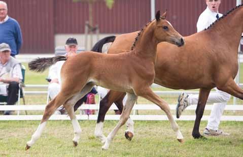 Sectie D Ook in de sectie D een enkele inschrijving, en wel Shamrocklake Oriental Rihanna (NLD), v. Brynithon Red-Flyer, f. Henrie Leeuwenhaag.