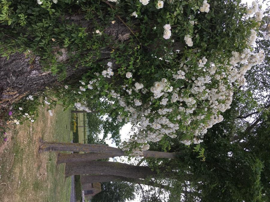 zijn niet af en zullen nooit af zijn; net als de tuin waarin ze opduiken en zich nestelen.