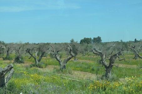 Foto 9.1 Aantastingen van Xylella fastidiosa op olijfbomen in Apulië, april 2016 (Foto: AC-NRC).