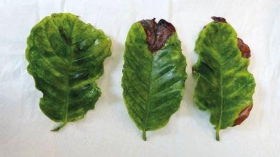 subsp. fastidiosa. Het in Spanje in P. avium en in P. myrtifolia gedetecteerde genotype ST 1 valt binnen de ondersoort Xylella fastidiosa subsp.