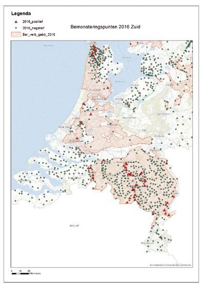 De NVWA onderzoekt jaarlijks het oppervlaktewater op de aanwezigheid van bruinrot.