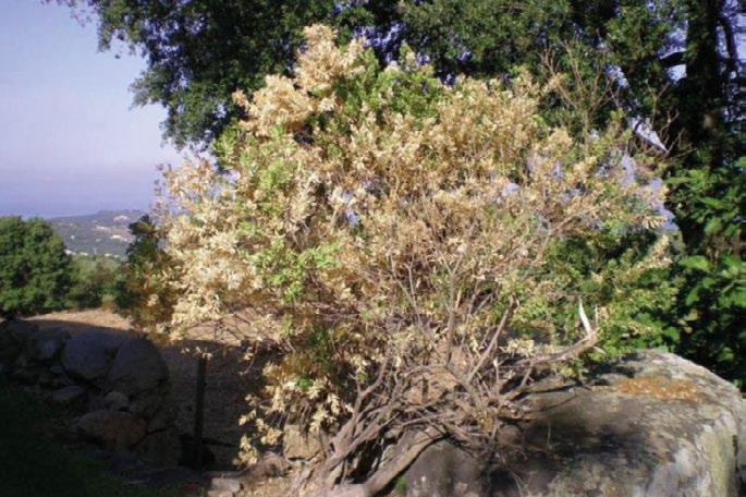 Foto 7.1 Polygala myrtifolia met symptomen van Xylella fastidiosa op Corsica. 7.4.