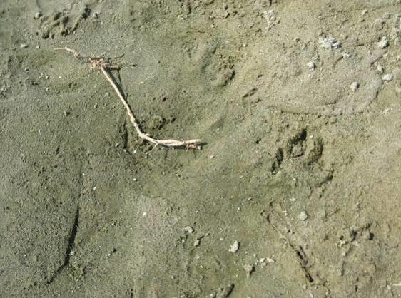 Beide planten groeien in het algemeen alleen op plaatsen waar een goede waterkwaliteit aanwezig is.