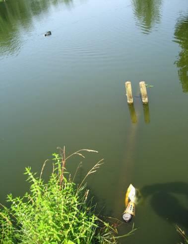 In de plas zijn eenden, een fuut en meerkoeten waargenomen.