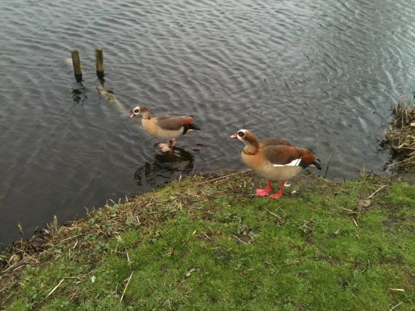 Aan de zuidzijde van de plas zijn twee smalle pijpen gezien. Vermoedelijk dienen deze voor drainage. Het gebied rondom te plas (m.n. aan de zuidwestkant) is ook vrij drassig.