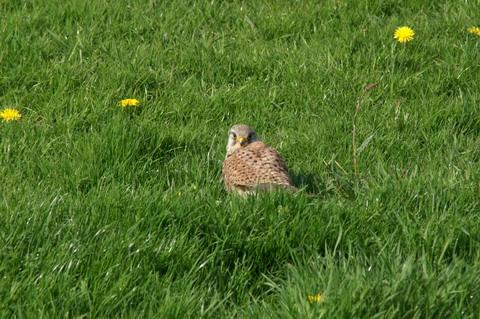 daar valt een vogel op de grond.