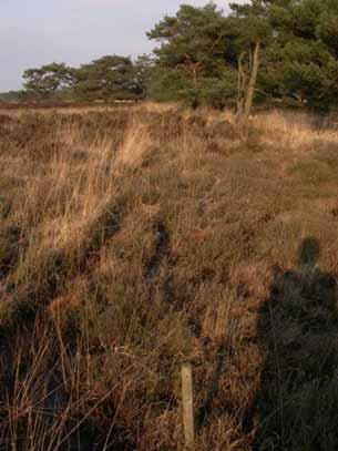 Struikhei Calluna vulgaris 35% Gewone Dophei Erica tetralix 50% Pijpestrootje