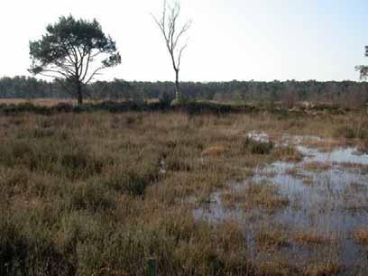 Struikhei Calluna vulgaris 50% Gewone Dophei Erica tetralix 20% Pijpestrootje Molina