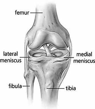 ANATOMIE VAN DE KNIE Het kniegewricht maakt een mobiele verbinding tussen het bovenbeen (femur) en het onderbeen (tibia).