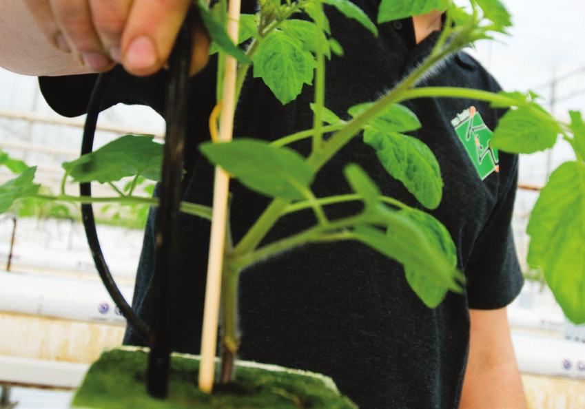 Begin zo snel mogelijk met het planten of het plaatsen naast de plantgaten.