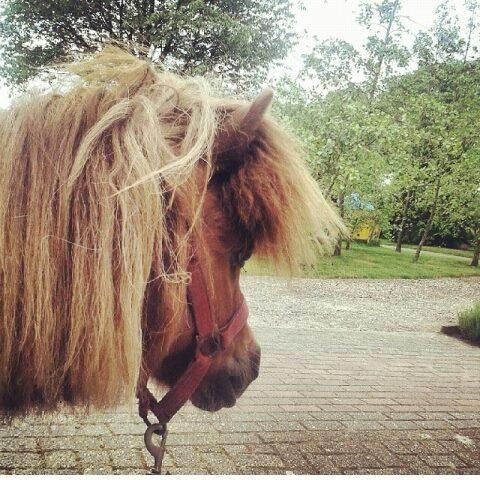 Doe dan vooral mee aan de workshop: Kennismaken met het paard!