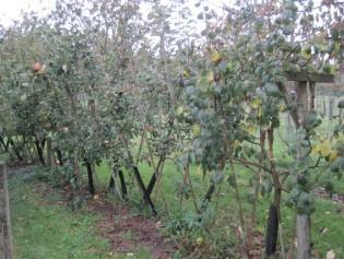 Haagbeuk, Beuk, Meidoorn, Veldesdoorn, Kardinaalsmuts, Zwarte Els, Es EXTRA: speciale laagstambomen voor het aanplanten van een fruithaag: snoeren, tweetakkers, drie- en viertakkers 2,5/stuk prijs