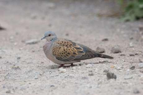 Index Sovon Vogelonderzoek Nederland landelijke trends 160 Zomertortel