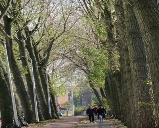 Bomen zijn echter levende objecten. De VTA is een methode om het risico beheersbaar te maken.