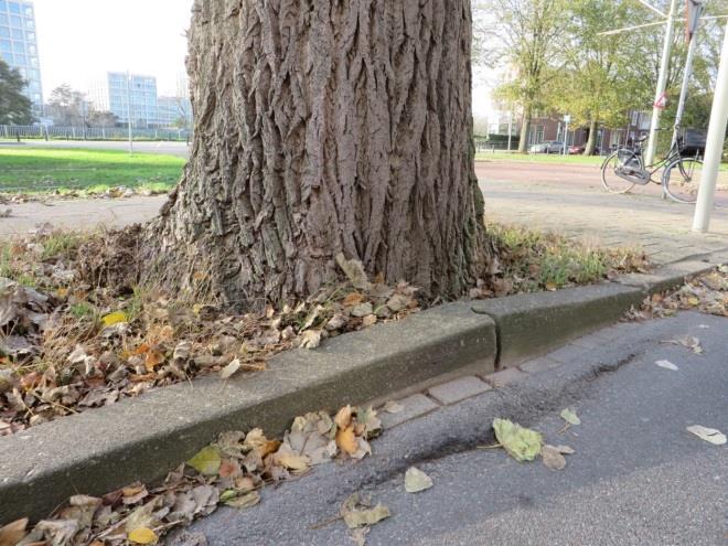 de onderzoeksbomen. Het speelt vooral een rol bij de Canadese populieren (Populus x canadensis), hoewel er verschil kan zijn tussen de diverse cultivars.