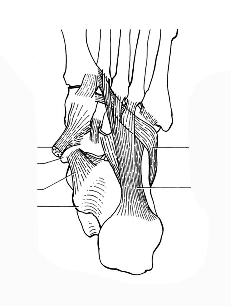 VOETZOOL VIERDE LAAG T1 PEES TIBIALIS ANTERIOR OPP. VEZELS LIG. PLANTARE LONGUM PEES TIBIALIS POSTERIOR (4DE LAAG) LIG.