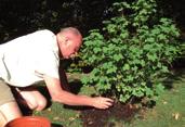 Compost stimuleert het bodemleven, brengt lang werkende voedingsstoffen aan, verbetert de bodemstructuur en houdt vocht beter vast. Wil je: een nieuw bloemenperk maken? je gazon opnieuw vernieuwen?