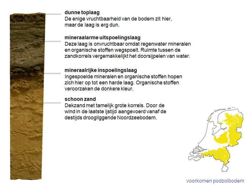 Podzolgronden Podzolgronden zijn minerale gronden met onder de A-horizont een uitgespoelde lichte E-horizont.