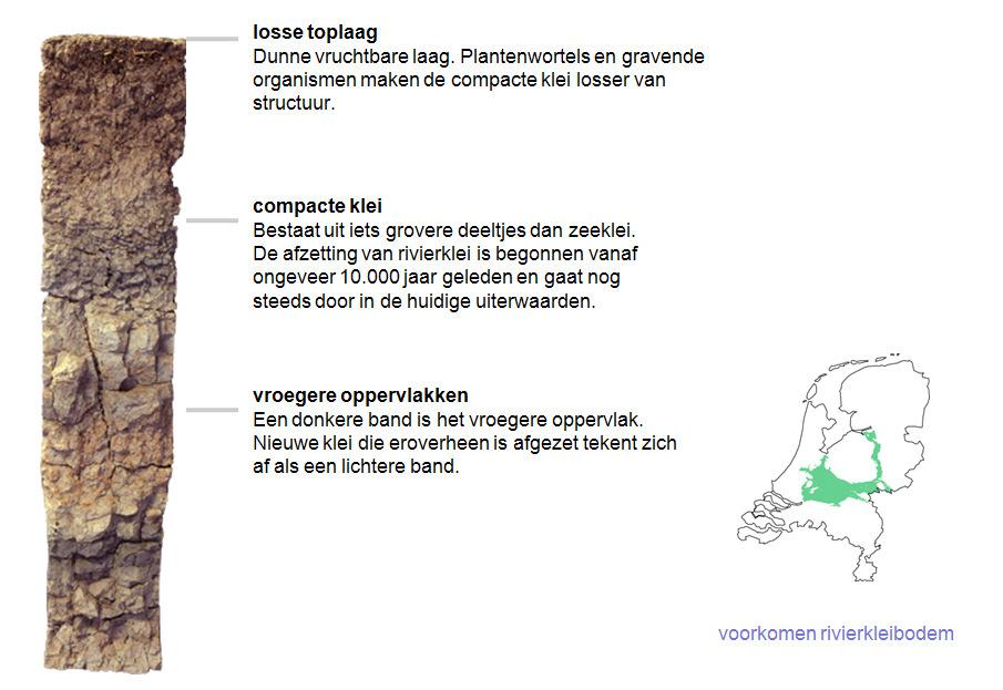 Vaaggronden Vaaggrond is een bodemtype waarin nog geen bodemvormend proces heeft plaatsgevonden. In deze bodem ontbreken een in- en uitspoelingslaag.