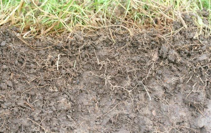 ontwikkeling in het voorjaar sneller dan bij fioringras, ruwbeemdgras, veldbeemdgras, timotheegras, en kropaar.