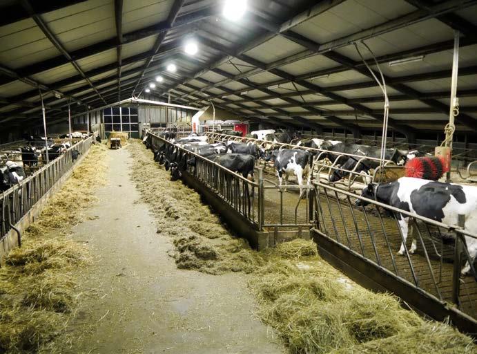 Lichtniveau en lichtregime Licht is een belangrijke factor in de melkveehouderij als het om koe gezondheid gaat. Hierbij is het lichtniveau en de duur van de dag en nacht periode erg belangrijk.