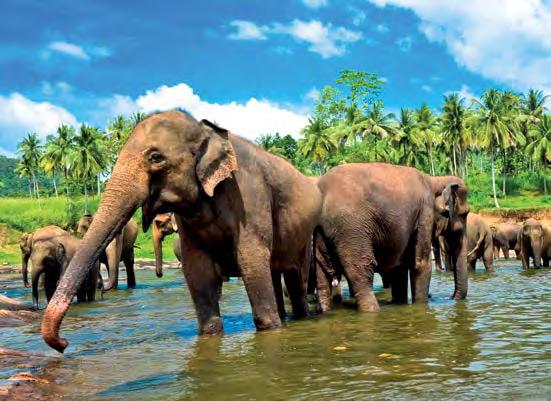 TISSAMAHARAMA Onze rondreizen Sri Lanka Totaal 21-daagse groepsreis BEST- SELLER