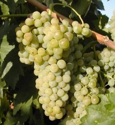 Chardonnay wordt steeds meer aangeplant sinds