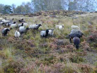 Daar helpen Nederlandse landgeiten mee aan het natuurbeheer. Tot voor kort werden zij vergezeld door IJslandse paarden. De effecten van begrazing verschillen sterk van plaats tot plaats.