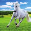 paarden -