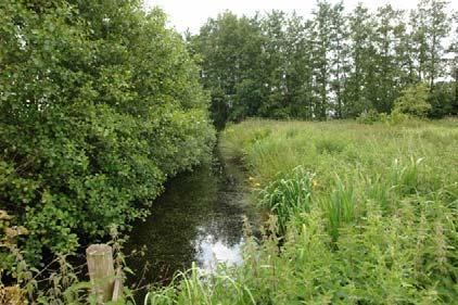 Amfibieën profiteren vooral van de dichte sloten en vissen in de regel meer van open sloten.