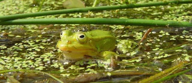 5.4 Poelkikker Rana lessonae De poelkikker is de kleinste van de groene kikkers.