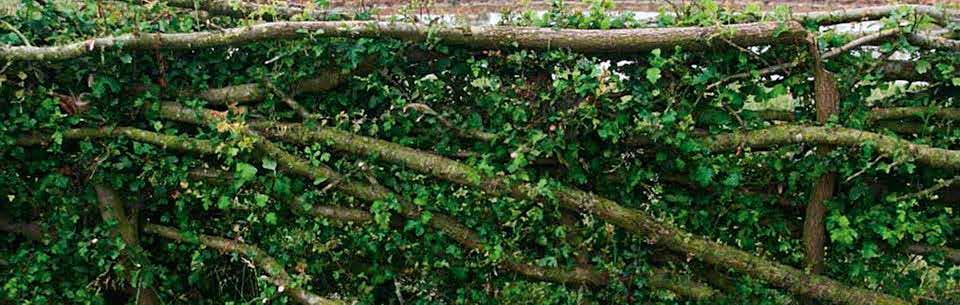 Gratis cursus: Vlechtheggen en Heggenvlechten In Noord-Brabant en Limburg gaat in de herfst en winter van dit jaar de cursus Vlechtheggen en Heggenvlechten van start waaraan iedereen met hart voor