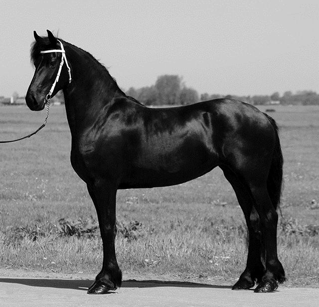 Friese paarden zijn altijd zwart, dat is een raskenmerk. Een Friese heterozygote merrie heeft als afstamming Pier 448 X Adel 357.