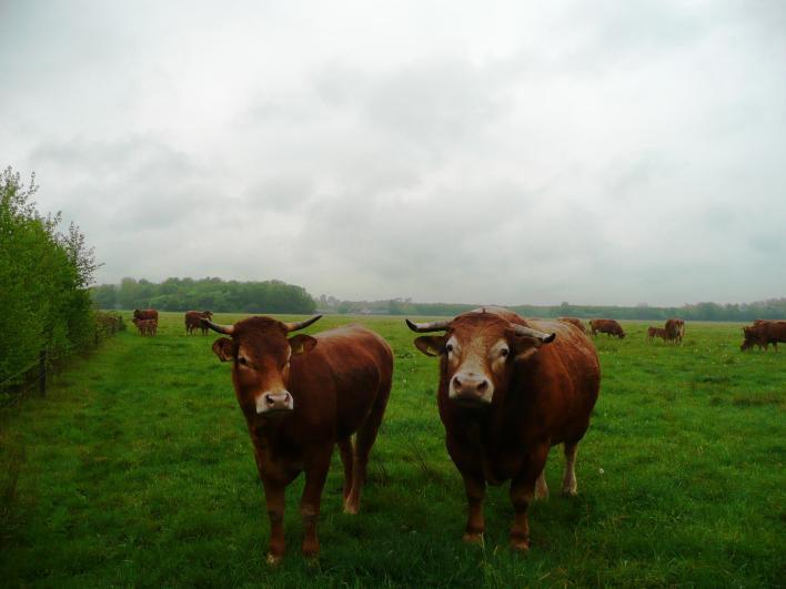 13 Boerderij De Uilenburcht Wat weet jij van koeien? En wat vind je tot nu toe van de boerderijen? Mooi hé! Als je geluk hebt, zie je hier ook koeien in de wei.