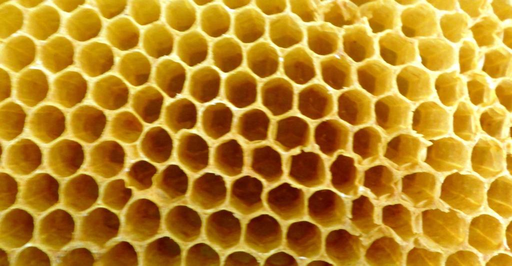 Over Hommels en Bijen Op het eerste gezicht lijkt een hommel op een bij, maar de hommel is veel groter en zijn lichaam is bedekt met zwarte, gele of oranje haartjes.