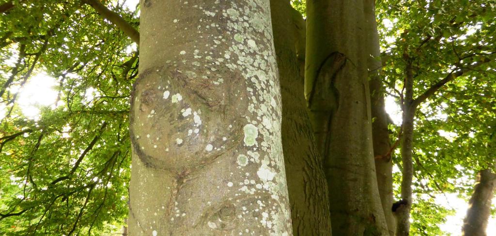 4 Boerderij Het Reestdal Boerderij Het Reestdal Boerderij het Reestdal is een schitterende oude boerderij met een mooie, oude kapschuur. Aan de achterkant van de boerderij bevindt zich een 'baander'.