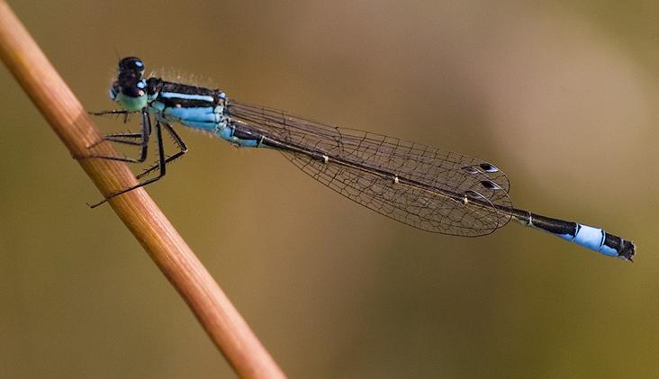 - 41 - Ischnura elegans, Lantaarntje