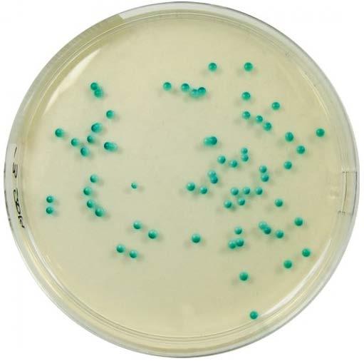 Chromogene candida agar, naast sabouraud bij BAL-vochten en SAM-stalen Nadeel