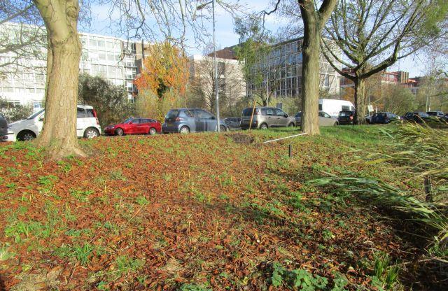 7 Waardebepaling Op basis van de inventarisatiegegevens is een waardeberekening opgesteld van alle bomen in het gebied.