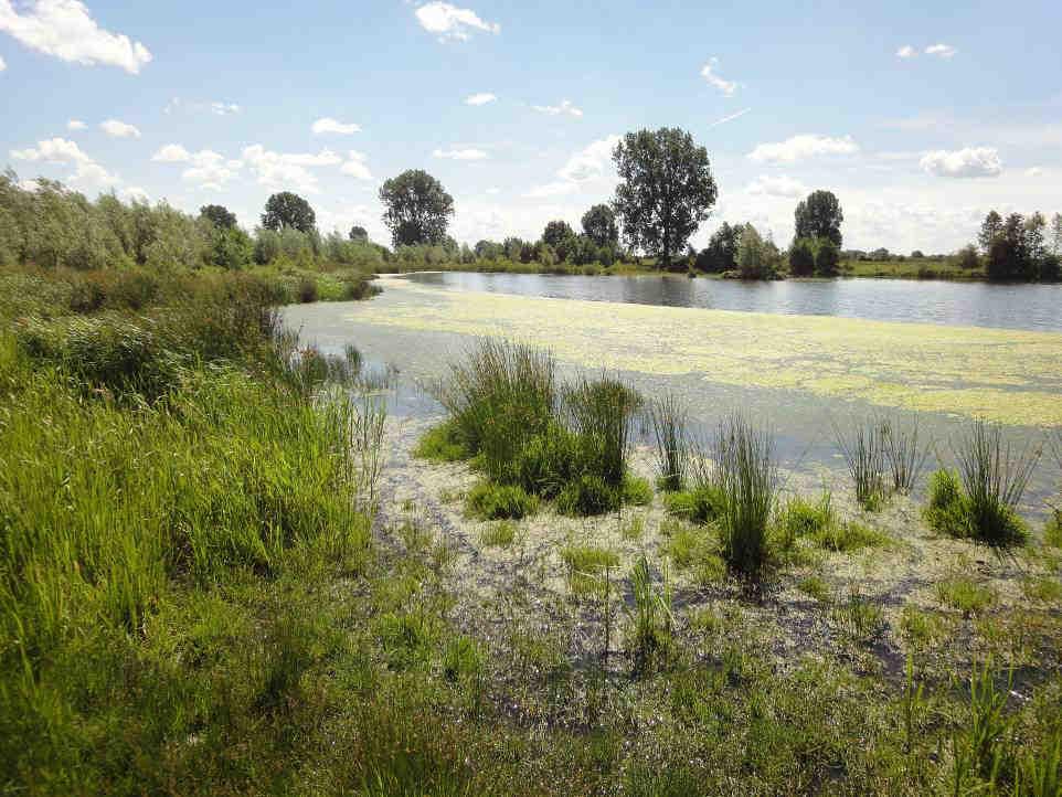 De kleiplas (foto Bart Peters). Zandige oever rond de baai aan de westzijde van het gebied (foto Bart Peters). 3.8.