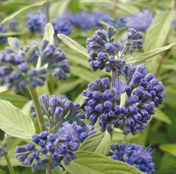 Caryopteris clandonensis Blue Empire Elst 033 Stevige robuust groeiende varieteit, met grote capriblauwe bloemen. Bloeitijd augustus-september.