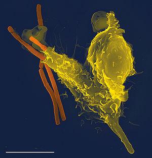 4.2 Immuunsysteem (Uit Wikipedia) Microscopische opname van een neutrofiele granulocyt (geel) die een Bacillus anthracis (miltvuurbacterie, oranje) opslokt Het immuunsysteem is een